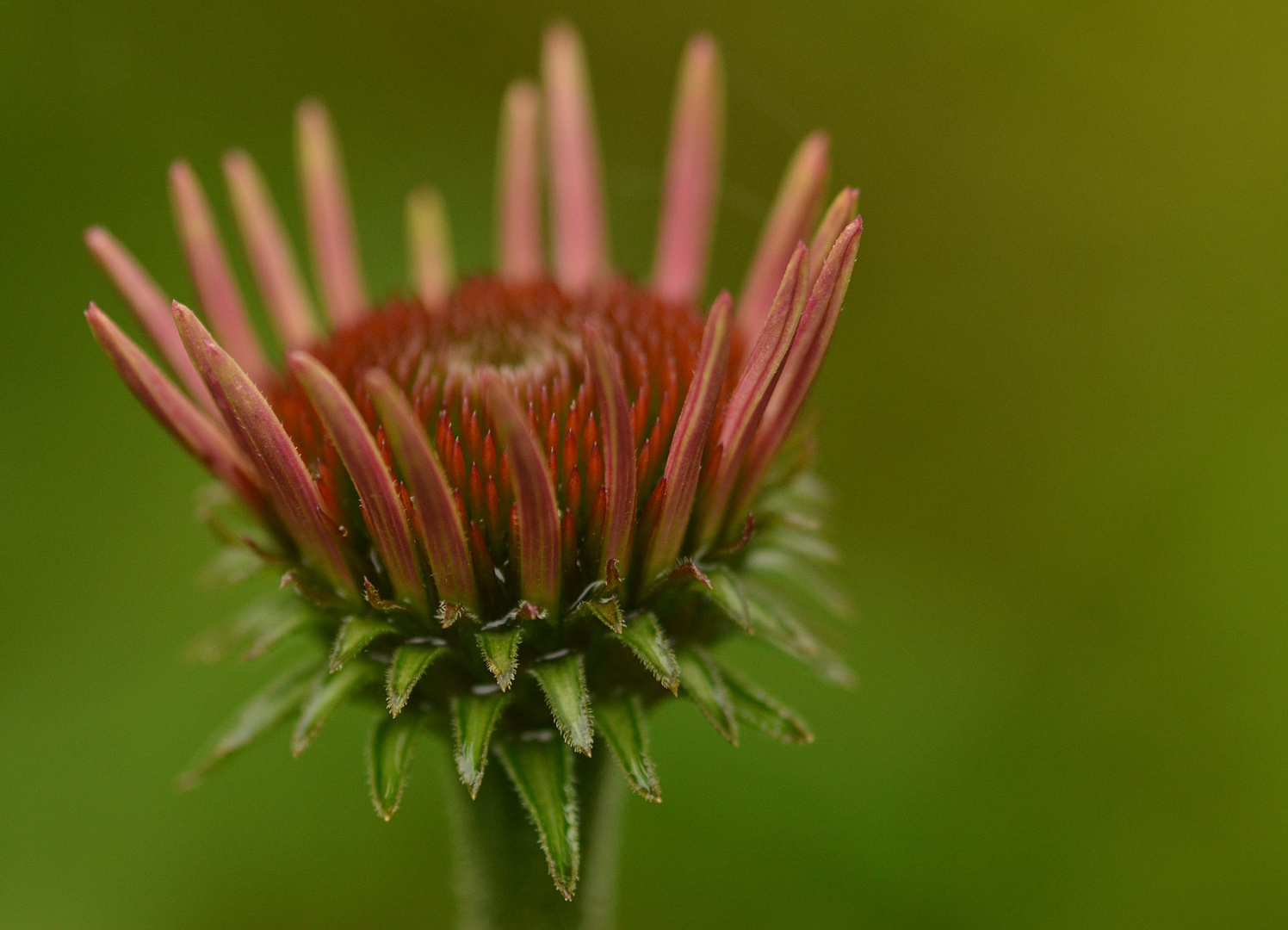 echinacea