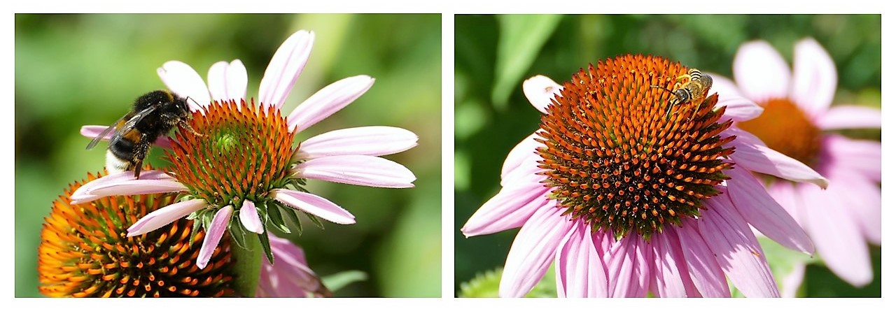 Echinacea