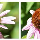 Echinacea