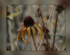 Echinacea....