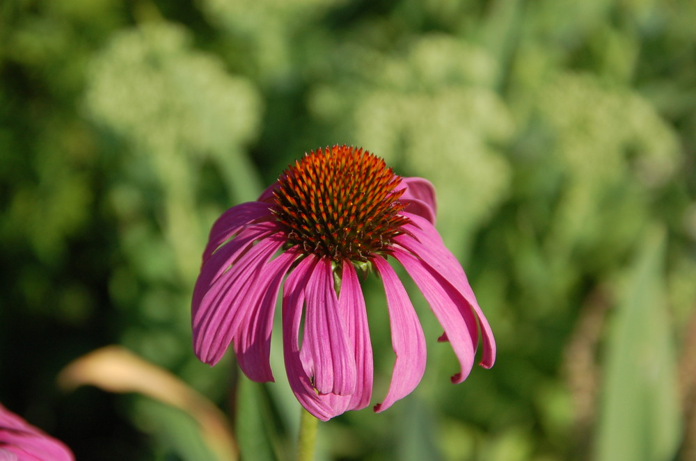 Echinacea