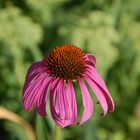 Echinacea