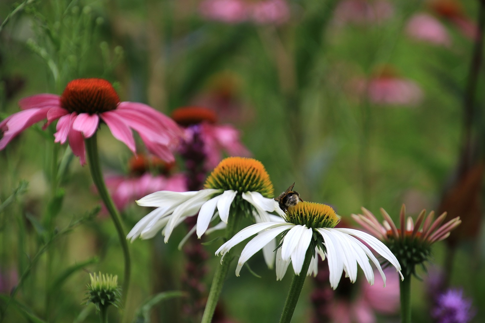 Echinacea