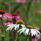 Echinacea