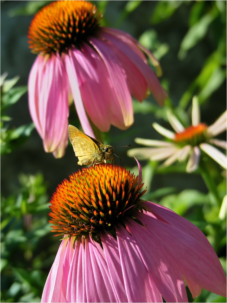 Echinacea