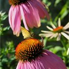 Echinacea