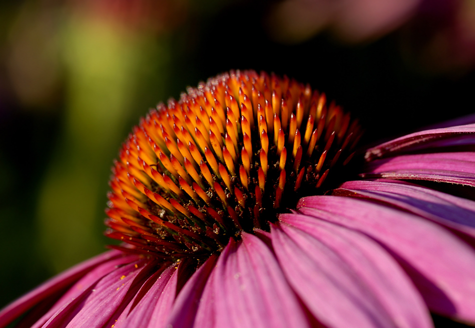 Echinacea