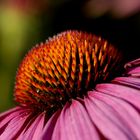 Echinacea