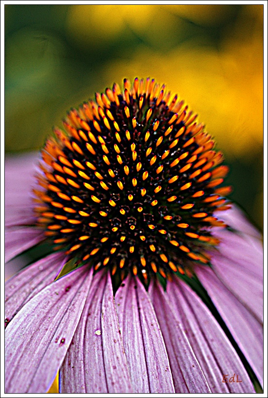 Echinacea