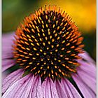 Echinacea