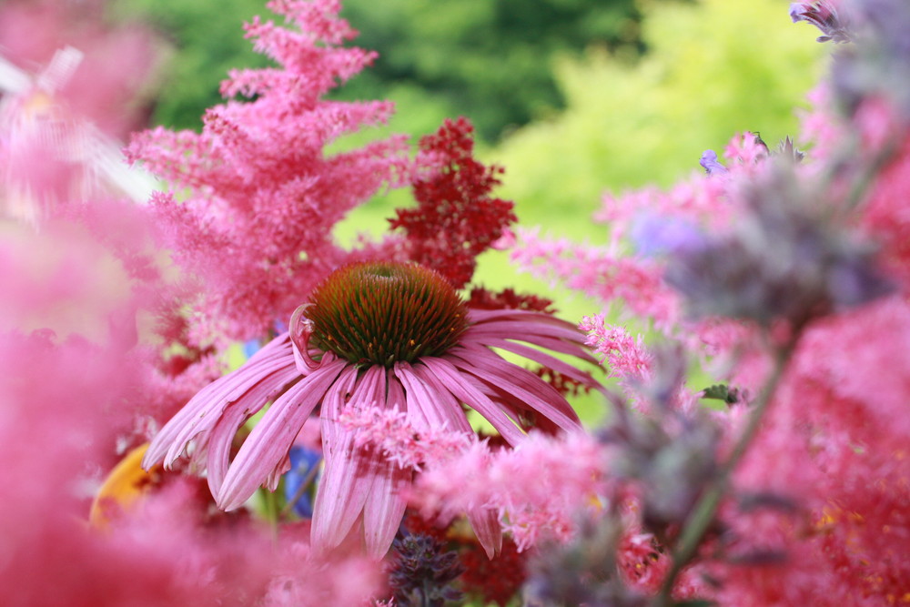 Echinacea