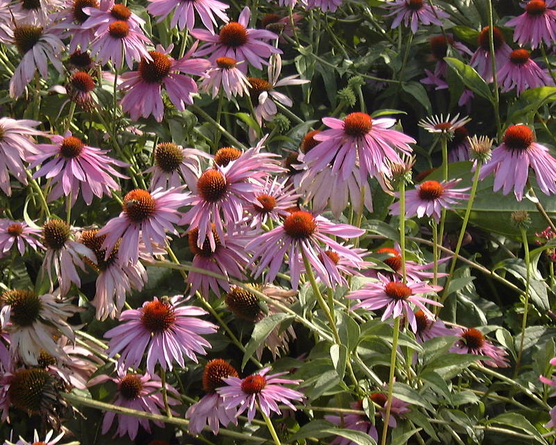 Echinacea