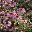 Echinacea