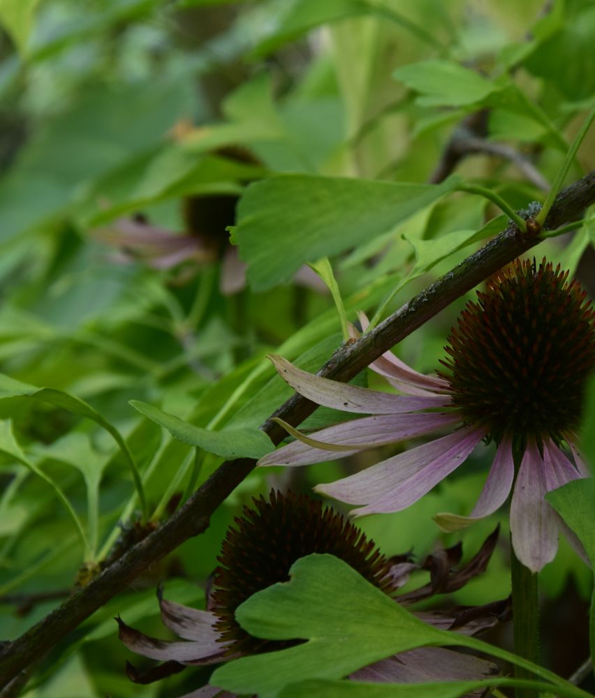 Echinacea besucht Ginkgo biloba 1