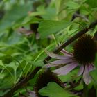 Echinacea besucht Ginkgo biloba 1