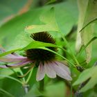 Echinacea besucht Ginkgo biloba 2