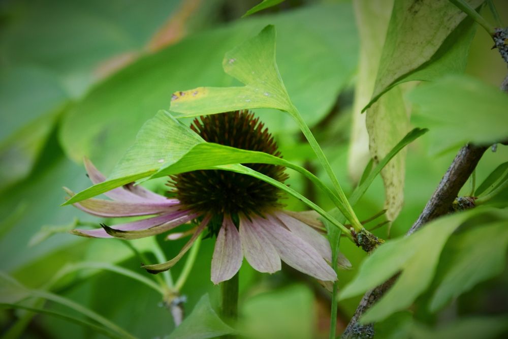 Echinacea besucht Ginkgo biloba 2