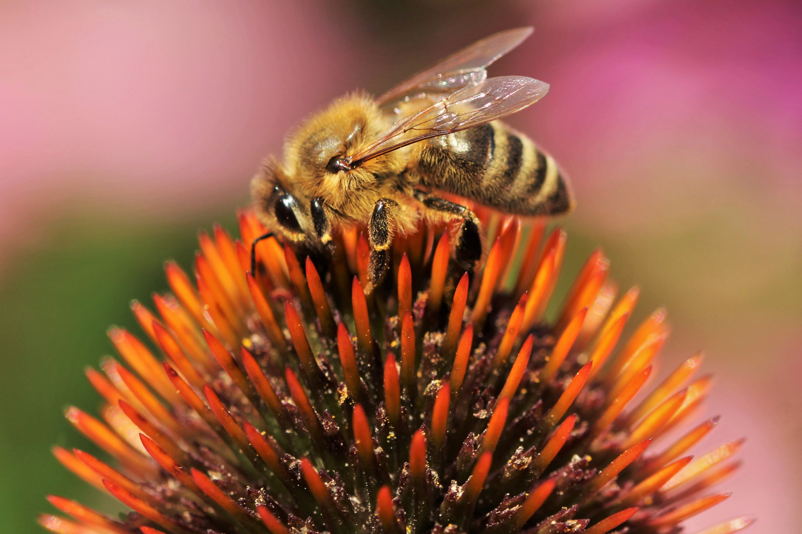 Echinacea & Biene