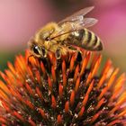 Echinacea & Biene