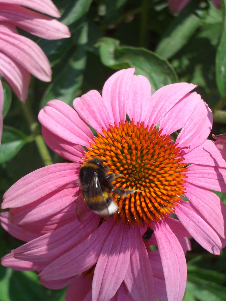 Echinacea-Blüte