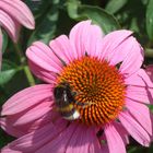 Echinacea-Blüte