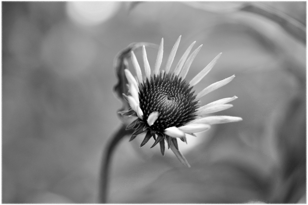 Echinacea B&W