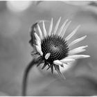 Echinacea B&W