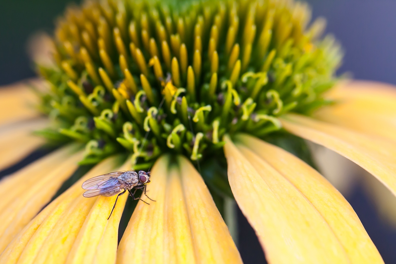 Echinacea