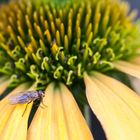 Echinacea