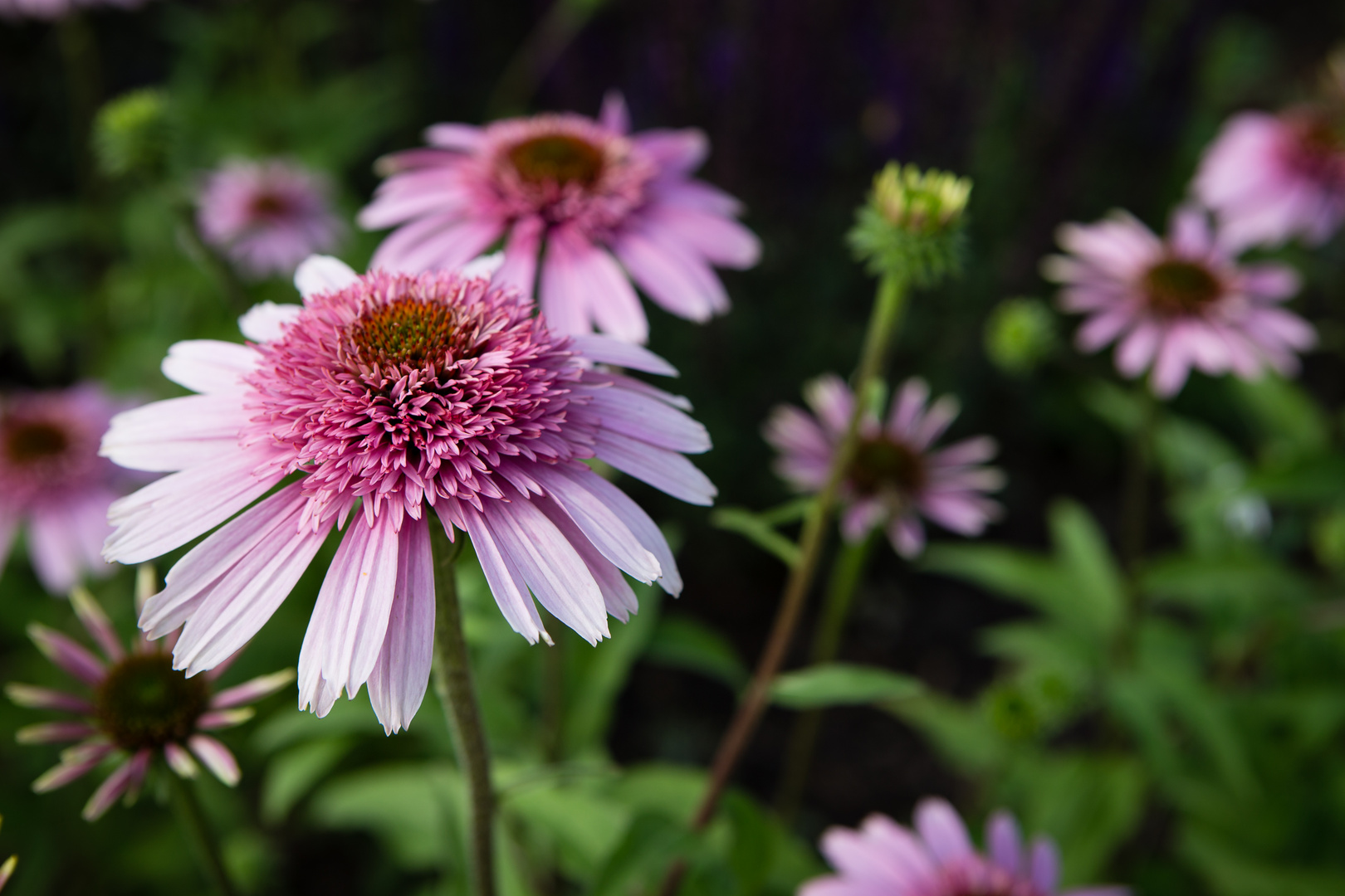 Echinacea