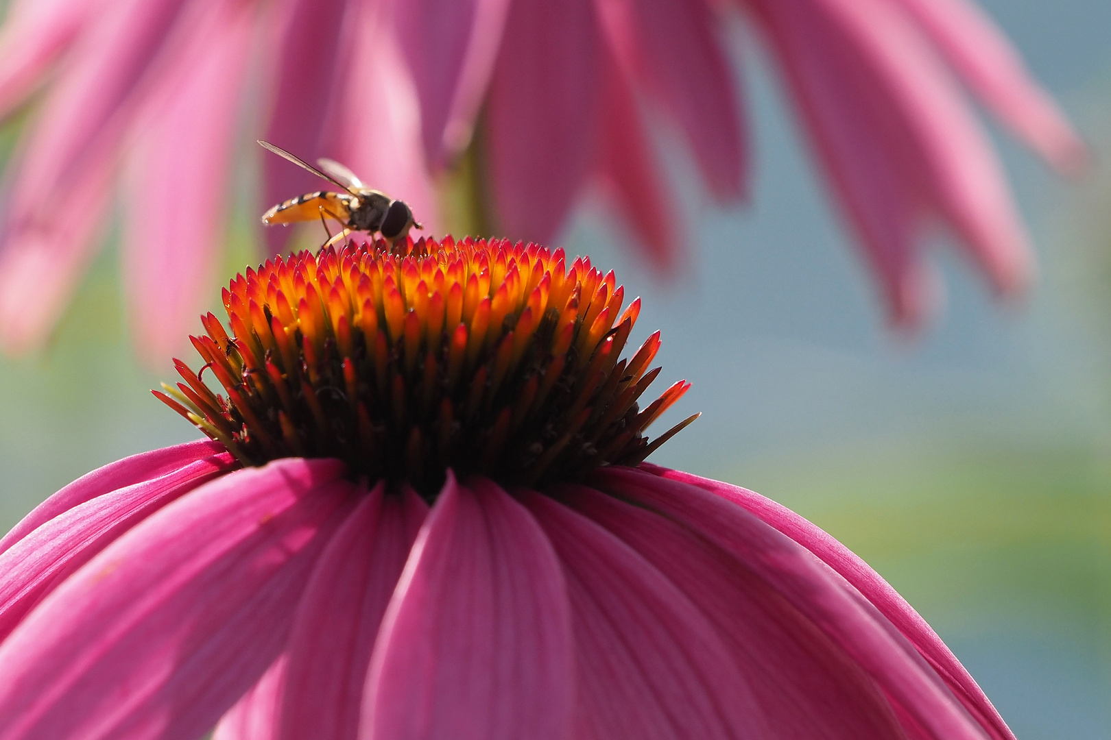 ECHINACEA