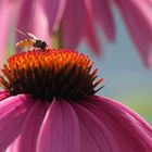 ECHINACEA