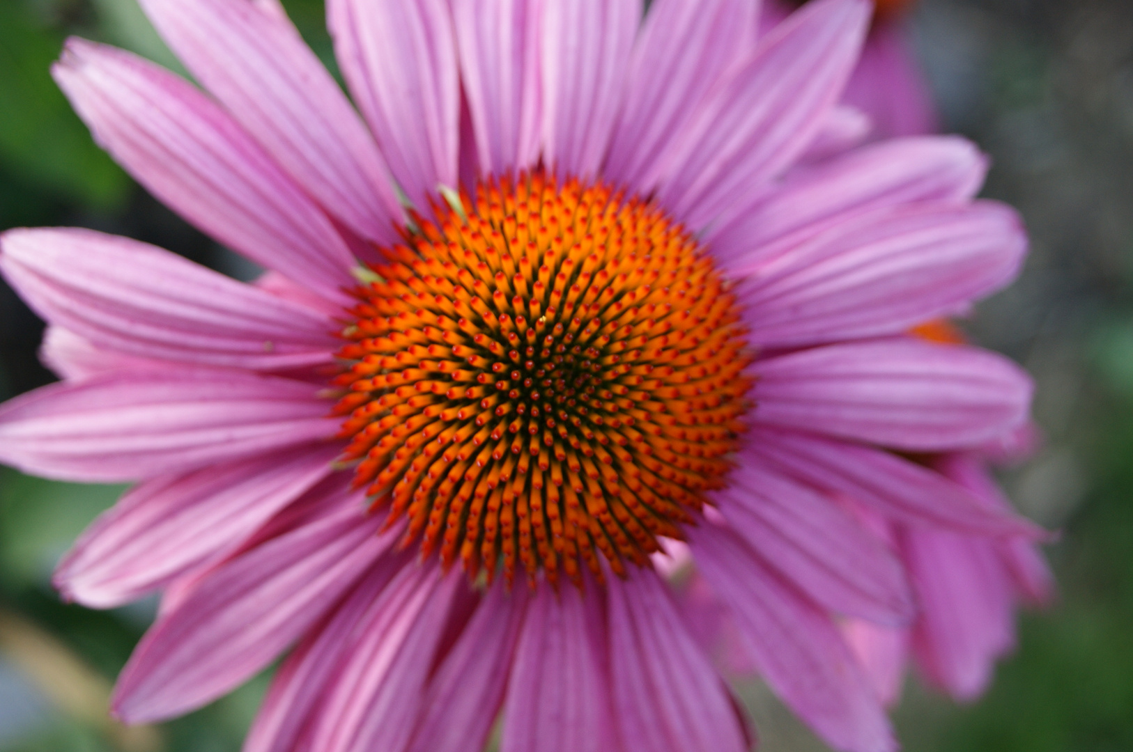 Echinacea