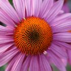 Echinacea