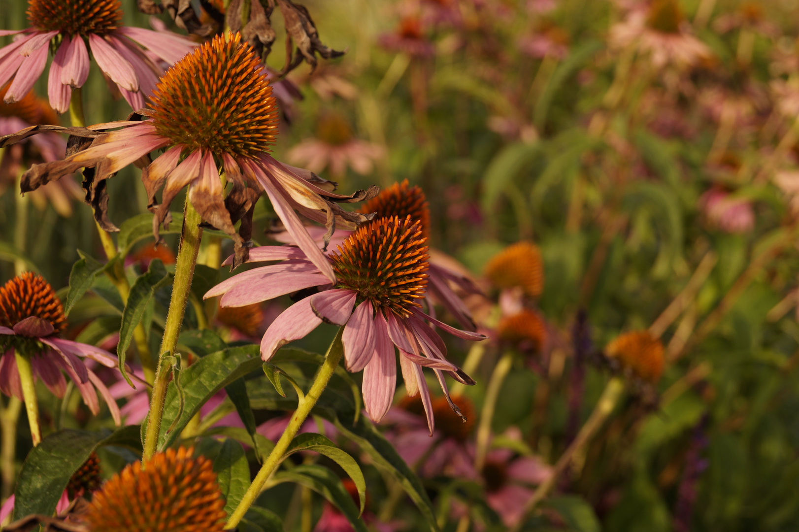 Echinacea ?