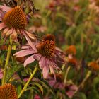 Echinacea ?