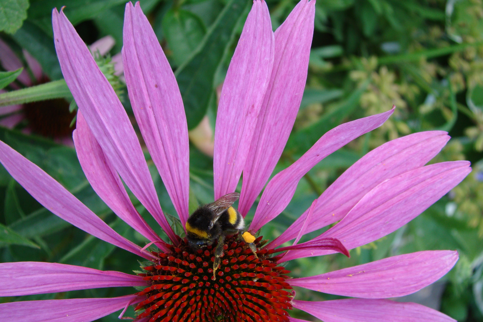 Echinacea