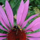 Echinacea