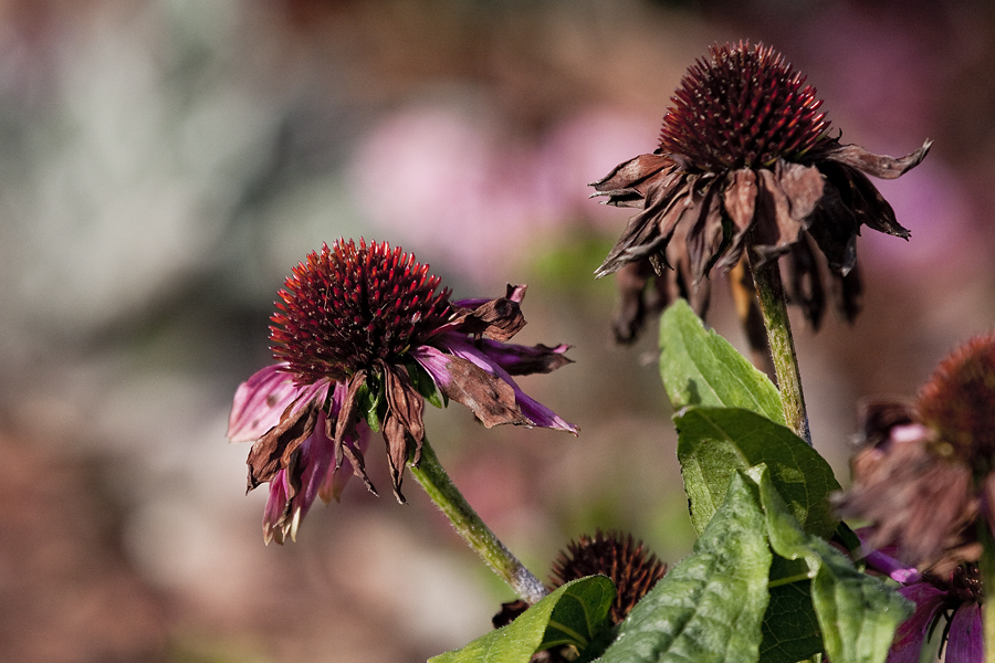 Echinacea