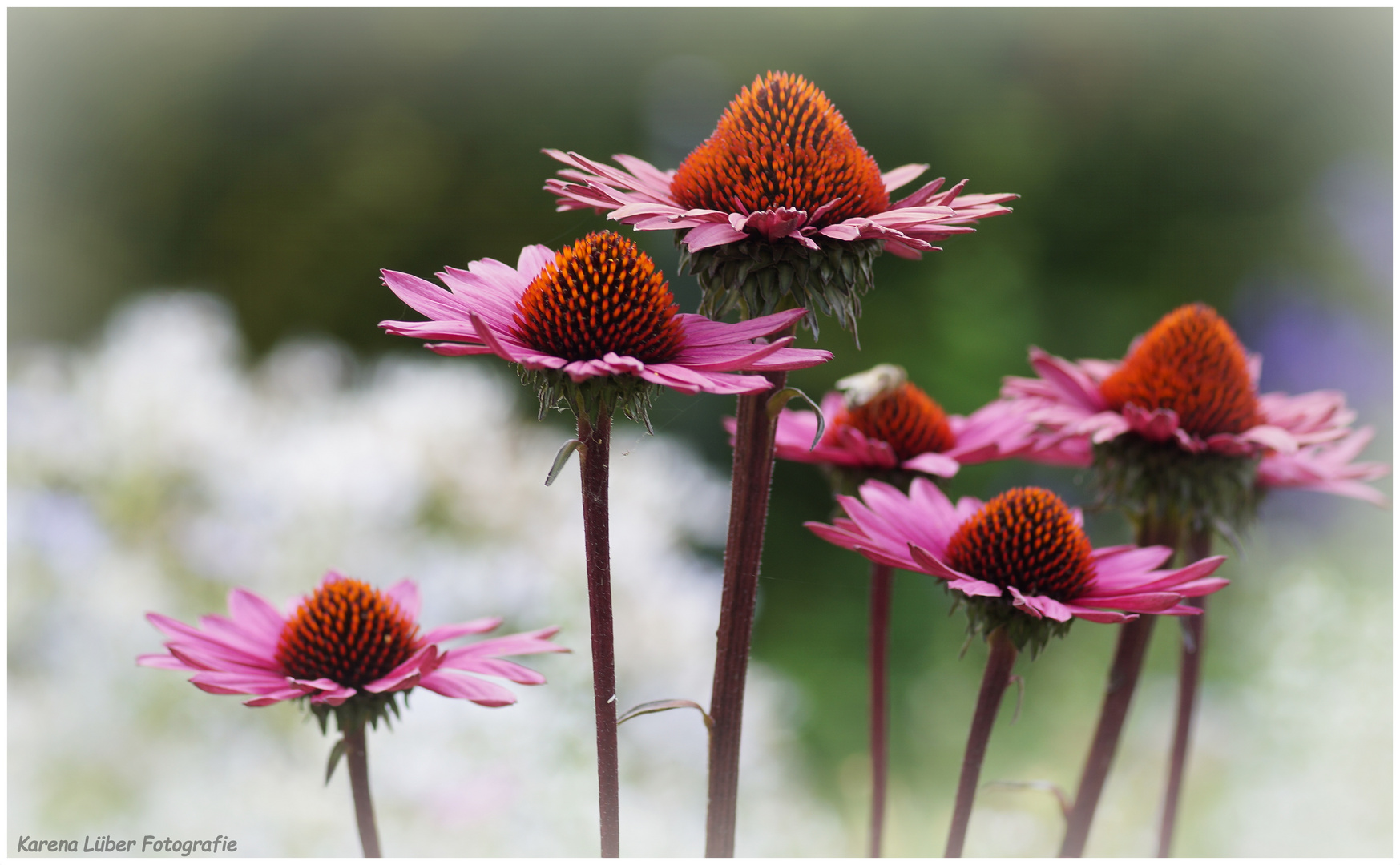 Echinacea