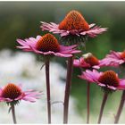 Echinacea