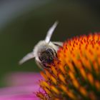 echinacea