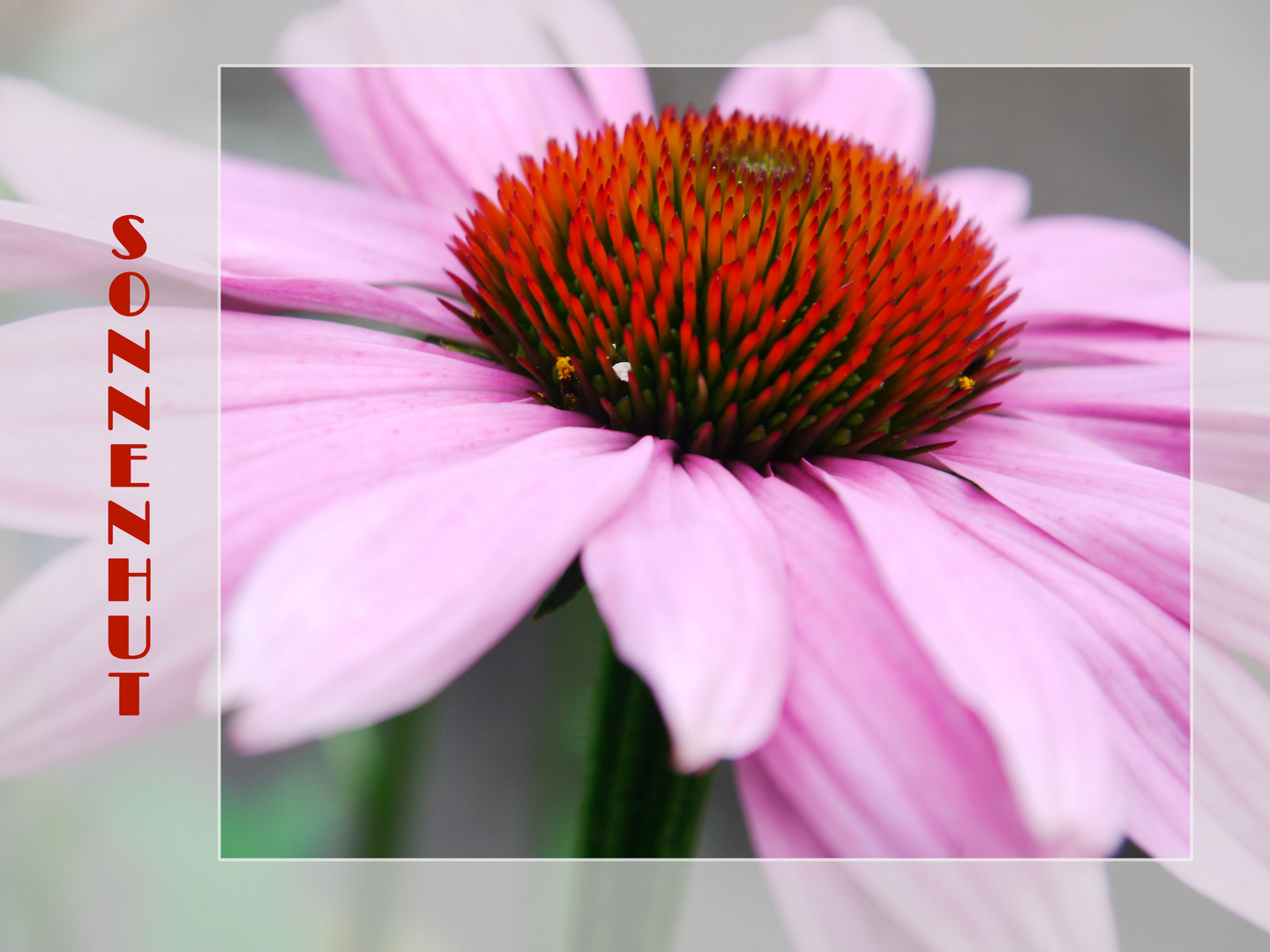 Echinacea