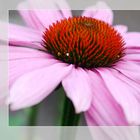 Echinacea