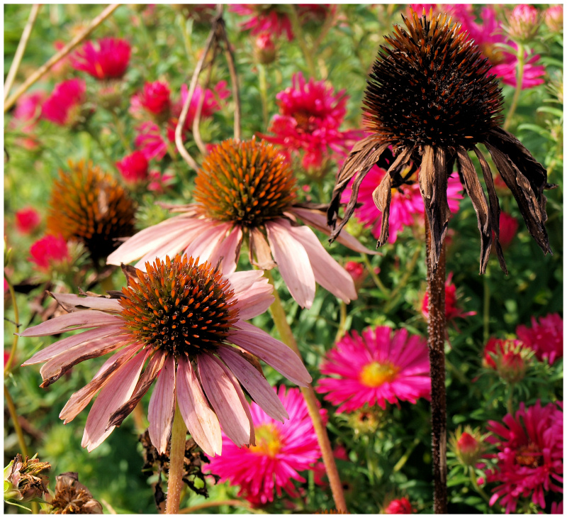 Echinacea