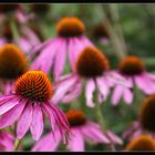 Echinacea