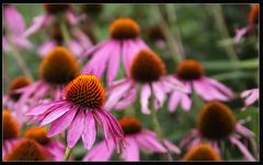 Echinacea