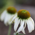 Echinacea