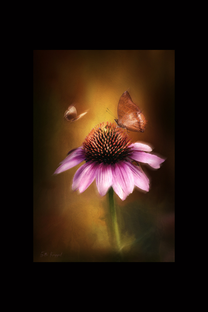 -echinacea-