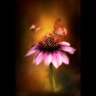 -echinacea-